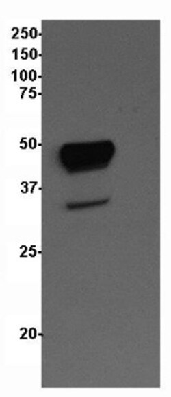 HSP40/DNAJB1 Antibody (2A7.H6), Novus Biologicals 0.1mg; Unlabeled:Antibodies,